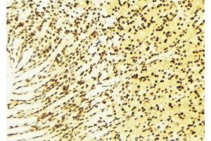 ABIN6274375 at 1/100 staining Human gastric tissue by IHC-P. (NAB2 antibody  (C-Term))