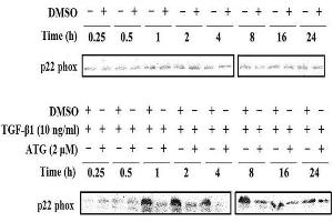 CYBA antibody  (AA 21-120)