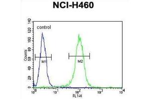 Flow Cytometry (FACS) image for anti-Class B Basic Helix-Loop-Helix Protein 3 (BHLH3) antibody (ABIN3002429) (BHLH3 antibody)