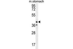 TECTB Antibody (N-term) western blot analysis in mouse stomach tissue lysates (35 µg/lane). (TECTB antibody  (N-Term))