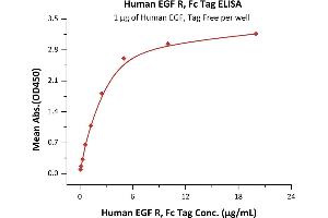Immobilized Human EGF, Tag Free  at 10 μg/mL (100 μL/well) can bind Human EGF R, Fc Tag (ABIN2181001,ABIN2181000) with a linear range of 0. (EGFR Protein (AA 25-645) (Fc Tag))