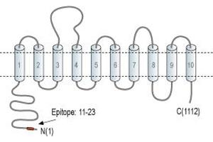 Representative domain view of the target of ABIN7043118.