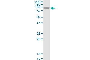 PDXDC1 MaxPab polyclonal antibody. (PDXDC1 antibody  (AA 1-788))