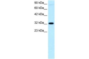Western Blotting (WB) image for anti-Mesenchyme Homeobox 1 (MEOX1) antibody (ABIN2460537)