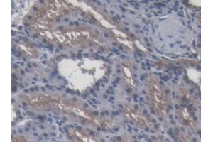 DAB staining on IHC-P; Samples: Porcine Kidney Tissue (APOA4 antibody  (AA 21-382))