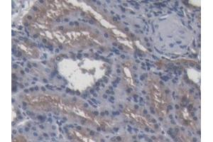 Immunohistochemistry (IHC) image for anti-Apolipoprotein A-IV (APOA4) (AA 21-382) antibody (ABIN1858045)