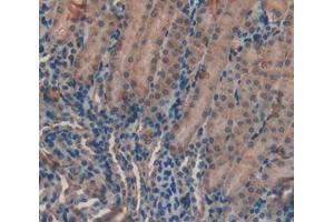 IHC-P analysis of kidney tissue, with DAB staining. (LPO antibody  (AA 305-498))