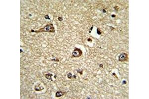 IHC analysis of FFPE human brain tissue stained with PHGDH antibody (PHGDH antibody  (AA 140-168))
