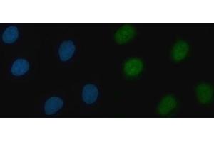 IF analysis of THAP11 using anti-THAP11 antibody (ABIN7599230). (THAP11 antibody  (AA 1-294))