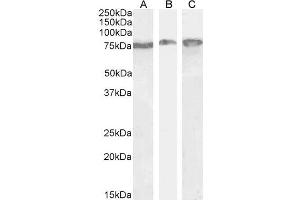 Antibody (0. (GRP78 antibody  (Internal Region))