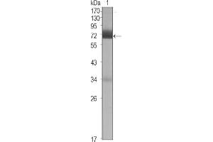 Western Blot showing CER1 antibody used against CER1 (aa18-267)-hIgGFc transfected HEK293 cell lysate (1).