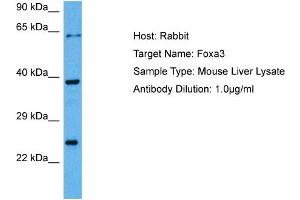 Host: Rabbit Target Name: FOXA3 Sample Tissue: Mouse Liver Antibody Dilution: 1ug/ml (FOXA3 antibody  (C-Term))