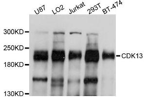 Western blot analysis of extract of various cells, using CDK13 antibody. (CDK13 antibody)