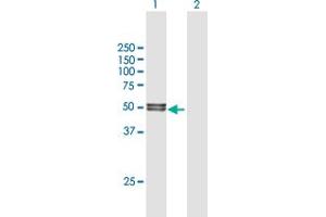 Western Blot analysis of LIPA expression in transfected 293T cell line by LIPA MaxPab polyclonal antibody. (Lipase A antibody  (AA 1-399))