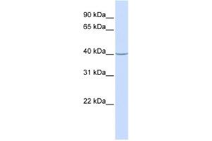 WB Suggested Anti-ACADS Antibody Titration: 0. (ACADS antibody  (N-Term))