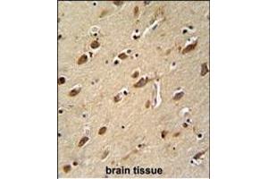 MYLK4 antibody (C-term) (ABIN652158 and ABIN2840571) immunohistochemistry analysis in formalin fixed and paraffin embedded human brain tissue followed by peroxidase conjugation of the secondary antibody and DAB staining. (MYLK4 antibody  (C-Term))