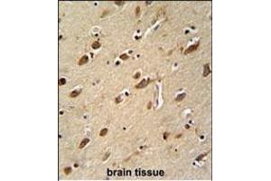 MYLK4 antibody (C-term) (ABIN652158 and ABIN2840571) immunohistochemistry analysis in formalin fixed and paraffin embedded human brain tissue followed by peroxidase conjugation of the secondary antibody and DAB staining. (MYLK4 antibody  (C-Term))