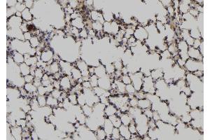 ABIN6276884 at 1/100 staining Mouse lung tissue by IHC-P. (RGS2 antibody  (Internal Region))