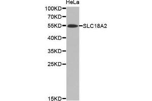 Western Blotting (WB) image for anti-Solute Carrier Family 18 (Vesicular Monoamine Transporter), Member 2 (SLC18A2) antibody (ABIN3016723) (SLC18A2 antibody)