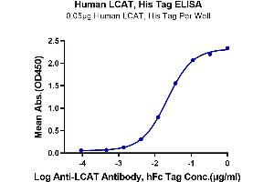Immobilized Human LCAT, His Tag at 0. (LCAT Protein (AA 25-440) (His tag))