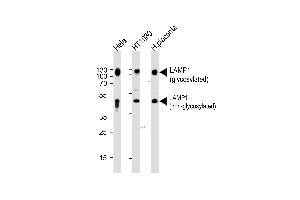 Western blot analysis of lysates from Hela,H cell line and human placenta tissue (from left to right),using LP1 Antibody (N-term) (ABIN388566 and ABIN2849737). (LAMP1 antibody  (N-Term))