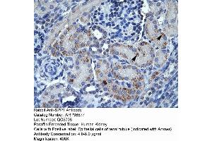 Human kidney (Osteopontin antibody  (C-Term))