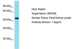 Image no. 1 for anti-Zinc Finger Protein 506 (ZNF506) (AA 322-371) antibody (ABIN6750817) (ZNF506 antibody  (AA 322-371))
