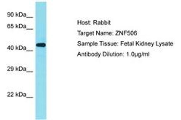 ZNF506 anticorps  (AA 322-371)