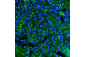 IF analysis of CD13/Anpep using anti-CD13/Anpep antibody (ABIN7602222). (CD13 antibody  (AA 642-965))