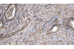 Immunohistochemistry (IHC) image for anti-Platelet/endothelial Cell Adhesion Molecule (PECAM1) (AA 199-287) antibody (ABIN7431650)