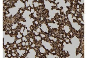 ABIN6261309 and ABIN6277565 at 1/100 staining Mouse lung tissue by IHC-P. (DLD antibody  (C-Term))