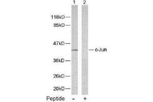 Image no. 1 for anti-Jun Proto-Oncogene (JUN) (Ser243) antibody (ABIN197136) (C-JUN antibody  (Ser243))
