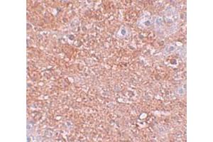 Immunohistochemical staining of mouse liver cells with SLC39A12 polyclonal antibody  at 2. (SLC39A12 antibody  (N-Term))