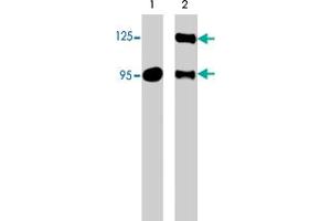 Western blots of neonatal rat brain (lane 1) and human recombinant SEMA3A chimera (95/125 kDa) (lane 2). (SEMA3A antibody  (Internal Region))