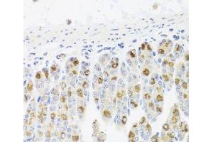 Immunohistochemistry of paraffin-embedded Mouse stomach using CDC45 Polyclonal Antibody at dilution of 1:100 (40x lens). (CDC45 antibody)