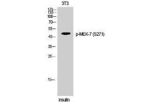 Western Blotting (WB) image for anti-Mitogen-Activated Protein Kinase Kinase 7 (MAP2K7) (pSer271) antibody (ABIN3182670) (MAP2K7 antibody  (pSer271))