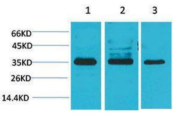 CACNG4 antibody