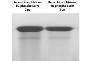 Recombinant Histone H3 phospho Ser10 tested by SDS-PAGE gel.