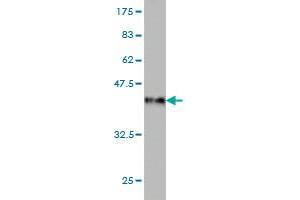 Western Blot detection against Immunogen (36. (USP4 antibody  (AA 676-773))