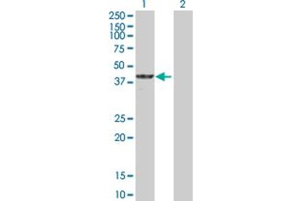 Cyclin M3 antibody  (AA 1-355)