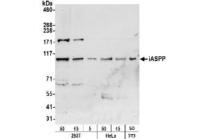 Western Blotting (WB) image for anti-Protein Phosphatase 1, Regulatory Subunit 13 Like (PPP1R13L) (AA 75-125) antibody (ABIN7450349)