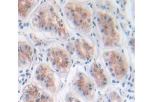 Figure. (GAL4 antibody  (AA 1-323))