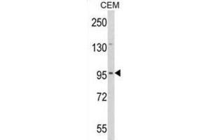 DZIP1 antibody