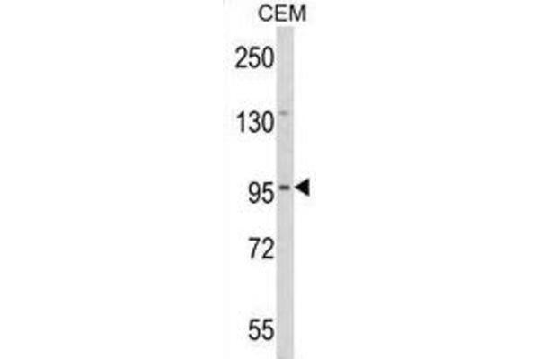 DZIP1 antibody