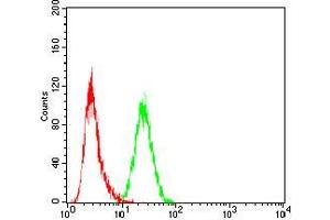 Flow cytometric analysis of Hela cells using SLINGSHOT-1L mouse mAb (green) and negative control (red). (SSH1 antibody  (AA 1032-1044))