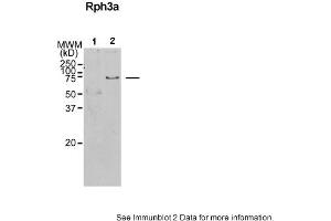Sample Type: 1. (RPH3A antibody  (N-Term))
