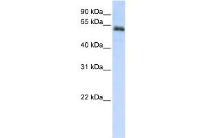 WB Suggested Anti-ZNF131 Antibody Titration:  0. (ZNF131 antibody  (N-Term))
