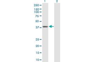 Western Blot analysis of RFC3 expression in transfected 293T cell line by RFC3 MaxPab polyclonal antibody. (RFC3 antibody  (AA 1-356))