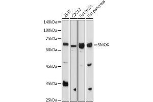Western blot analysis of extracts of various cell lines, using SMOX antibody (ABIN6132875, ABIN6148142, ABIN6148143 and ABIN6215369) at 1:1000 dilution. (SMOX antibody  (AA 1-200))