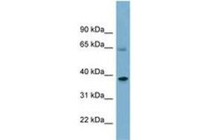 Sorting Nexin 7 antibody  (AA 359-408)